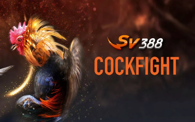 If you enjoy gambling, try the Cockfighting game at BC Game casino.